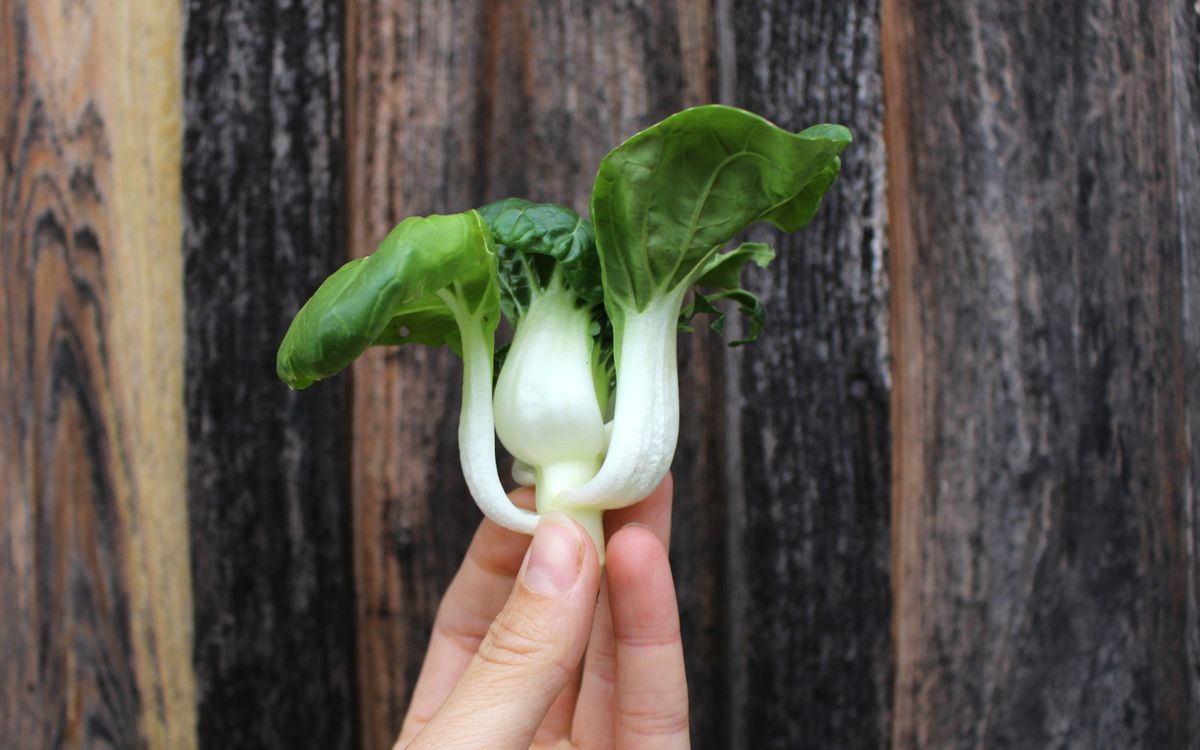 Tiny Bok Choi
