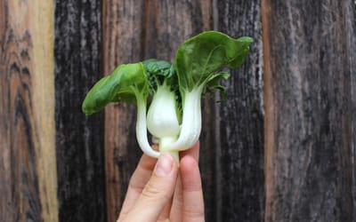Tiny Bok Choi