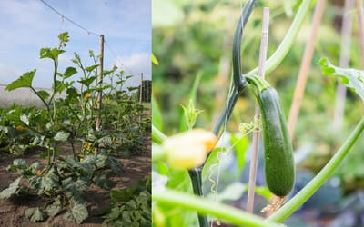 Kletterzucchini Ola Escaladora