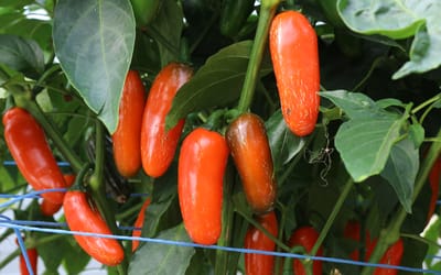 Jalapeño Leon