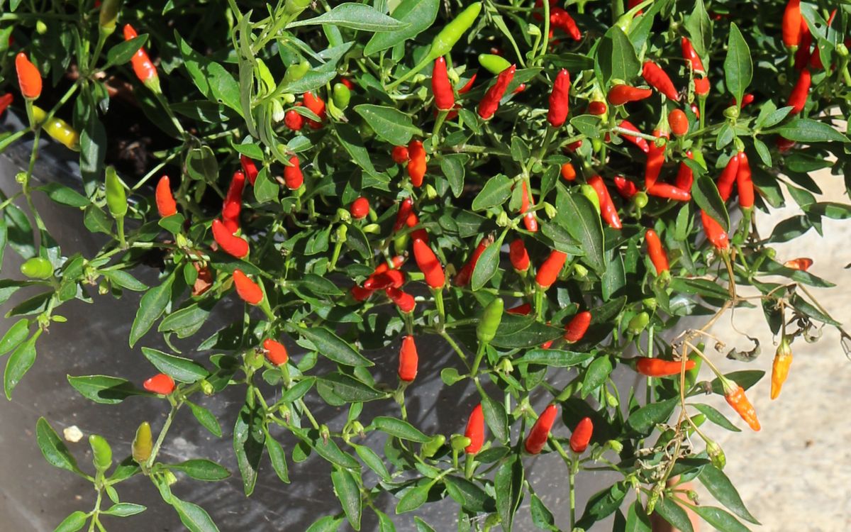 Wildchili