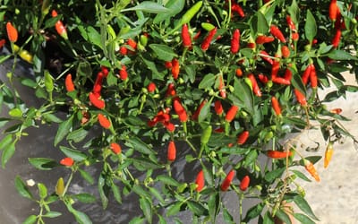 Wildchili