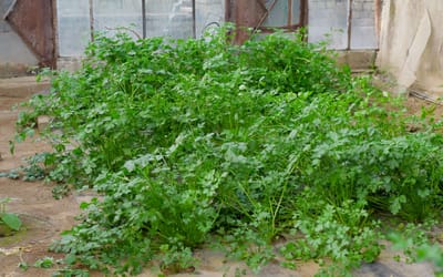 Petersilie Gigante d'Italia