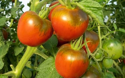 Tomate Black Ethiopian