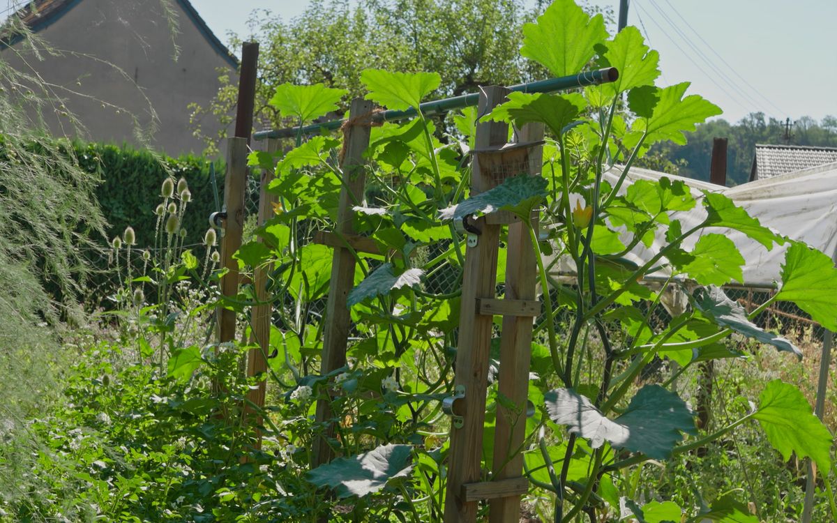 Kletterzucchini Gerüst