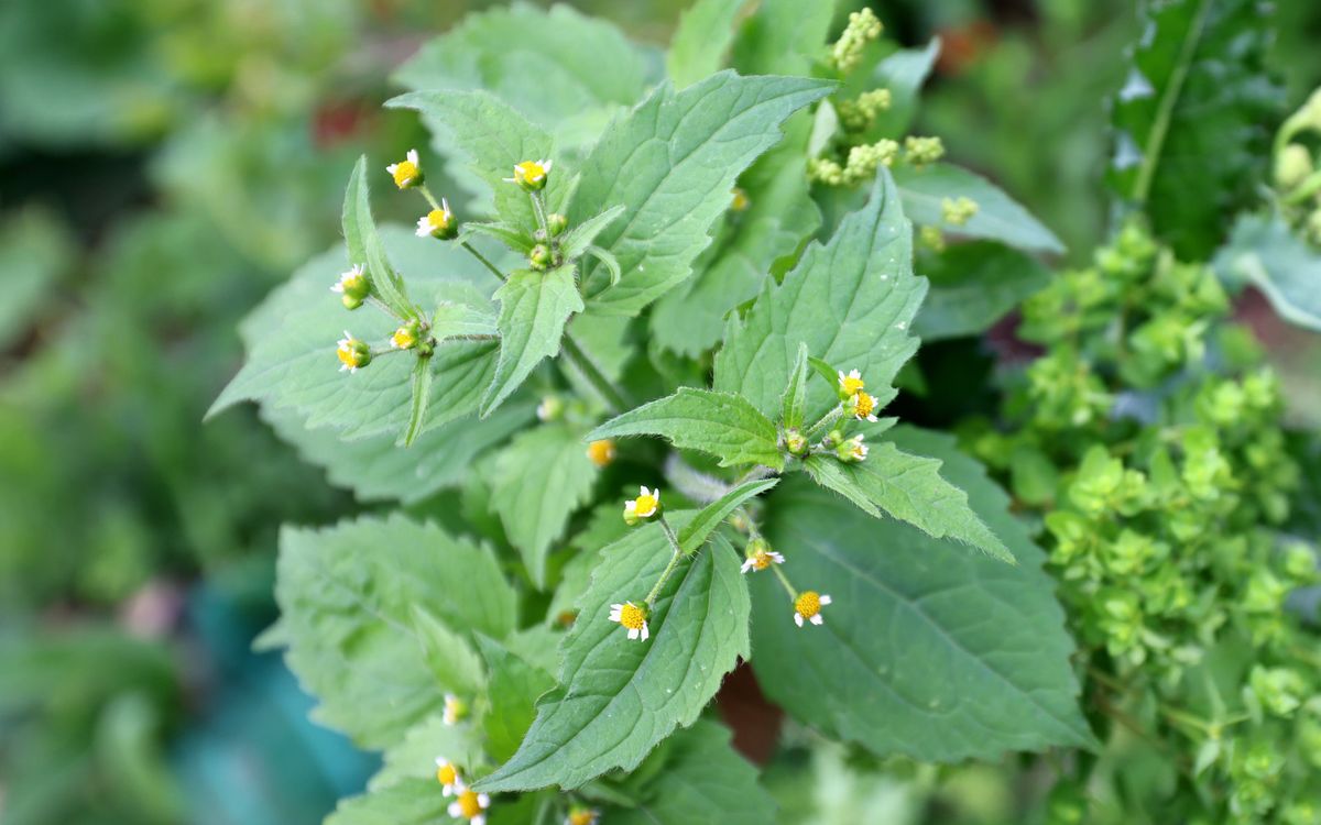 Franzosenkraut, blühendes