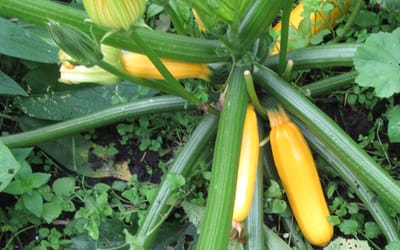 Zucchini Gold Rush
