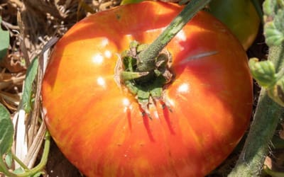 Tomate Copia