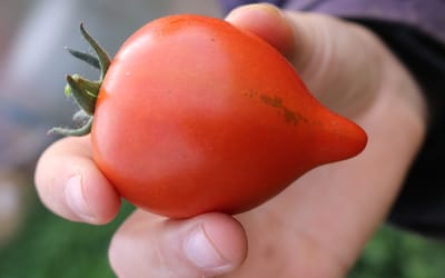 Salattomate Moltorello 