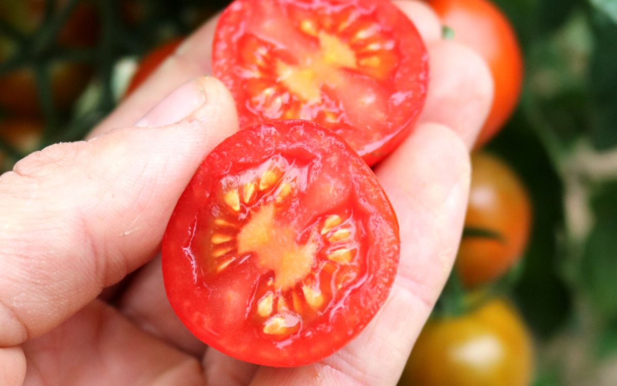 Cocktailtomate Prigobello