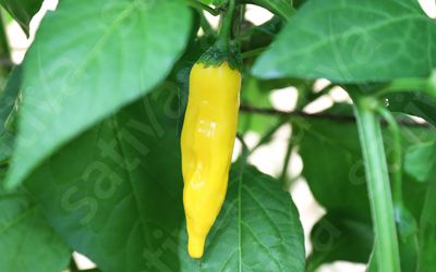 Chili Lemon Drop
