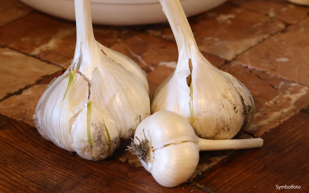 Elefantenknoblauch - Ganze Knollen
