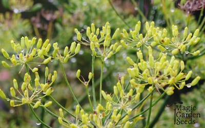 Gewürzfenchel Dulce