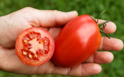 Zorarot (Rote Zora)