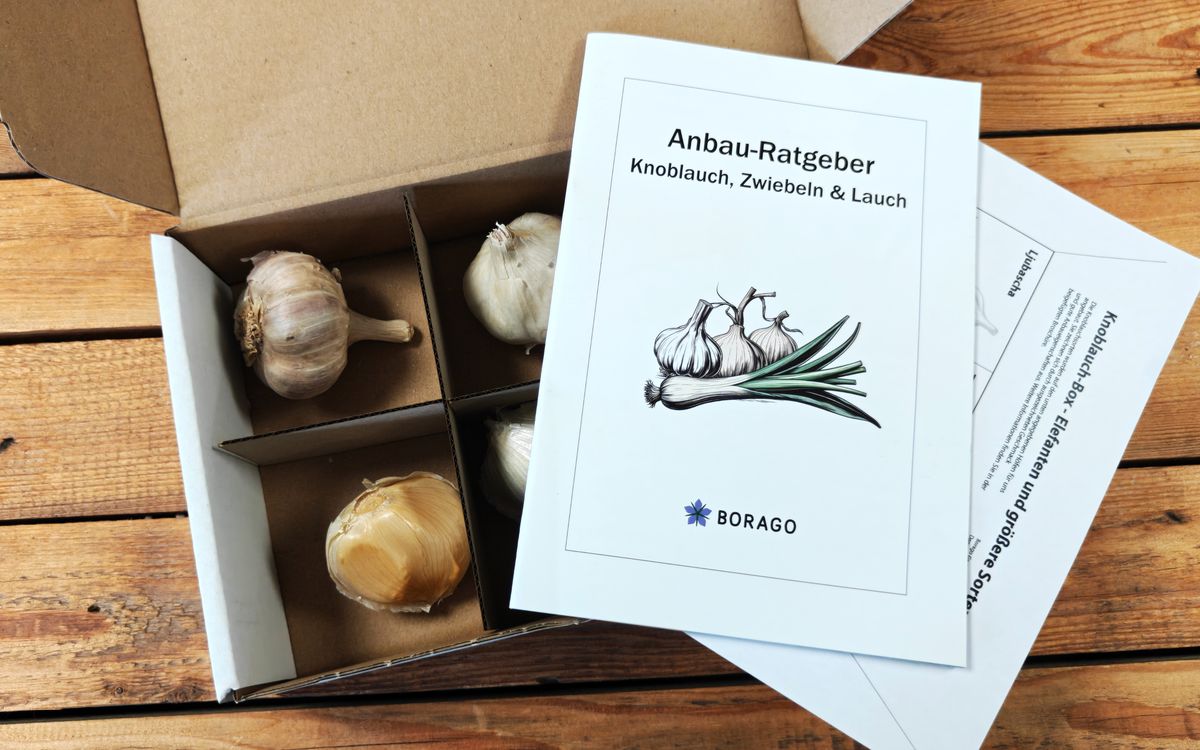 Knoblauch Box - Große Sorten