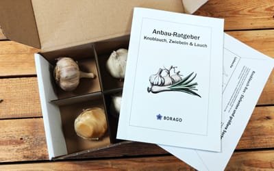 Knoblauch Box - Große Sorten