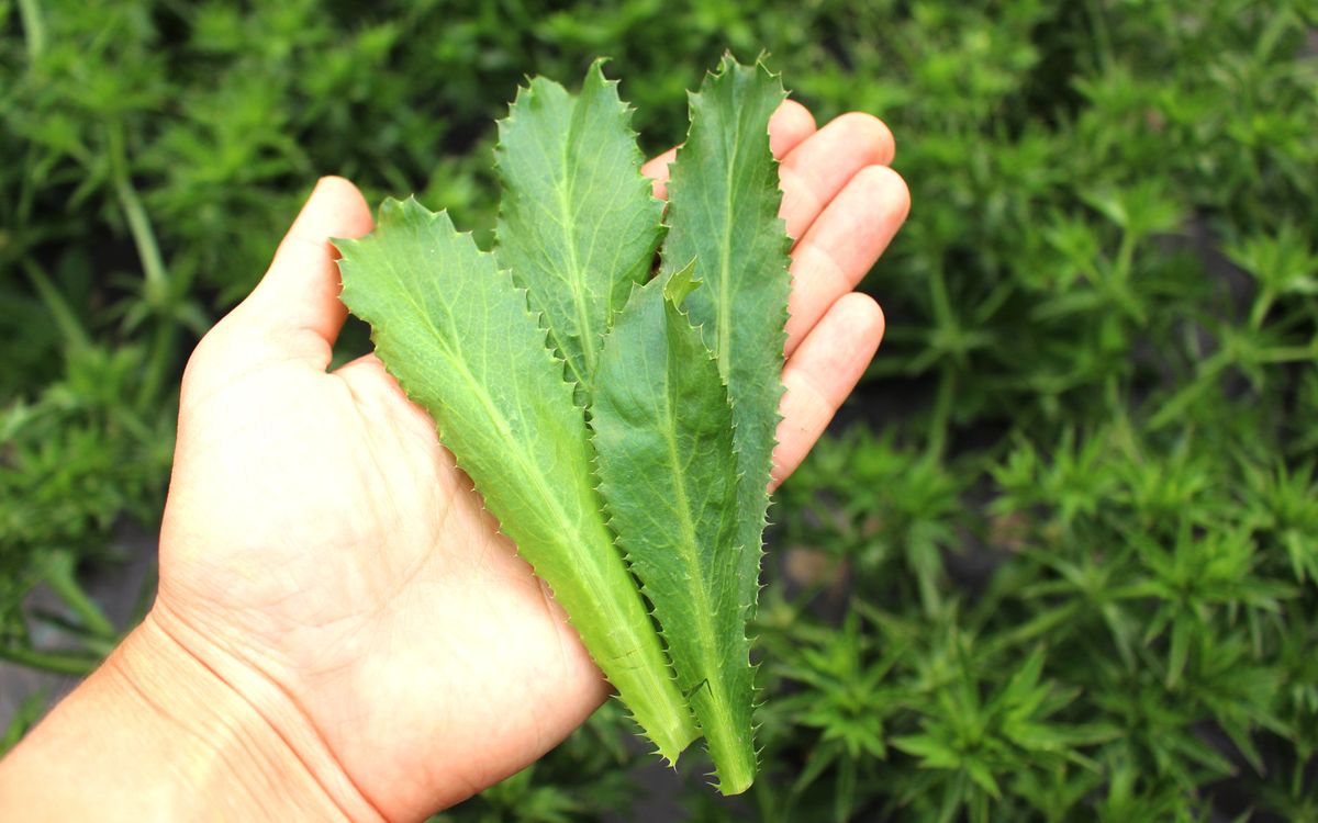 Mexikanischer Koriander