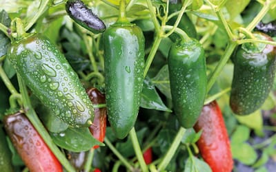 Santiago - Jalapeño