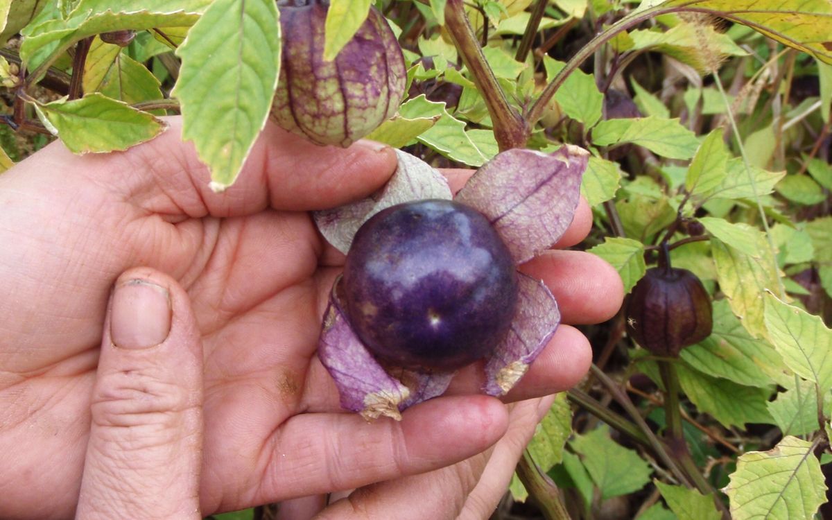 Tomatillo Purple