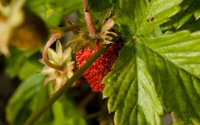 Wilderdbeere / Walderdbeere