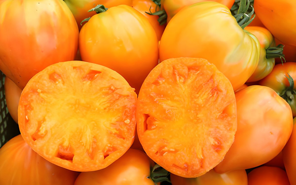 Ochsenherz Orange