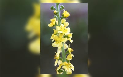 Gewöhnlicher Odermennig