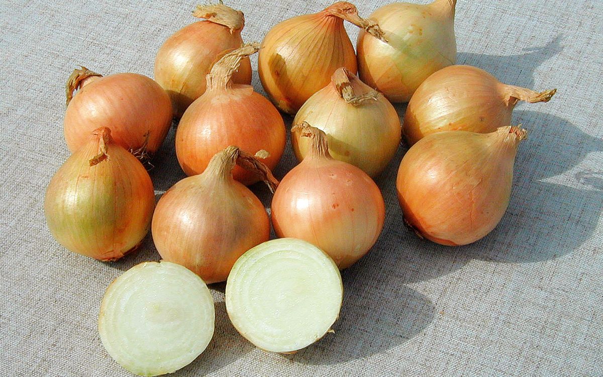 Steckzwiebel Sturon Gelb