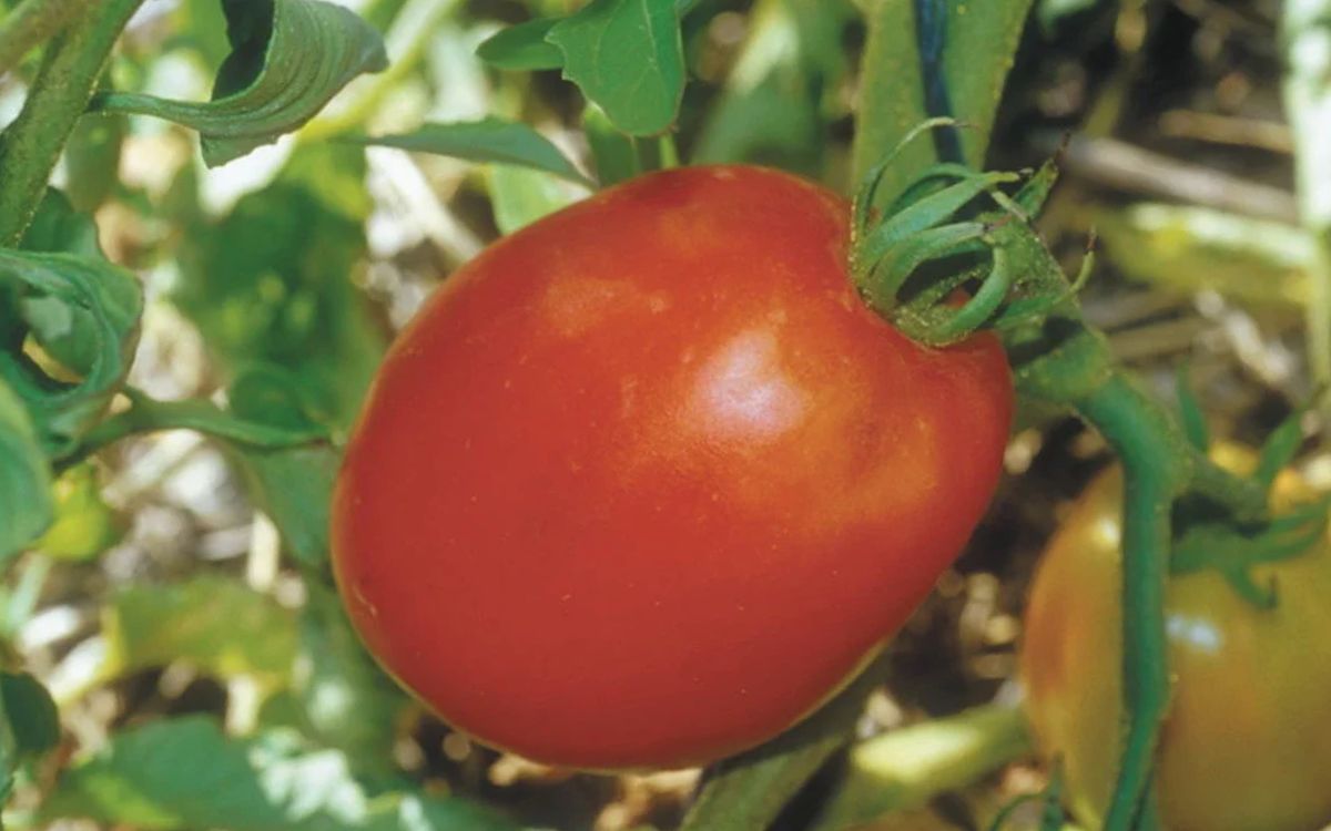 Tomate Polish Linguisa