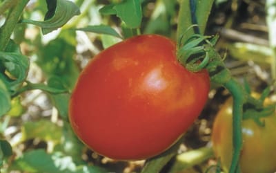 Tomate Polish Linguisa
