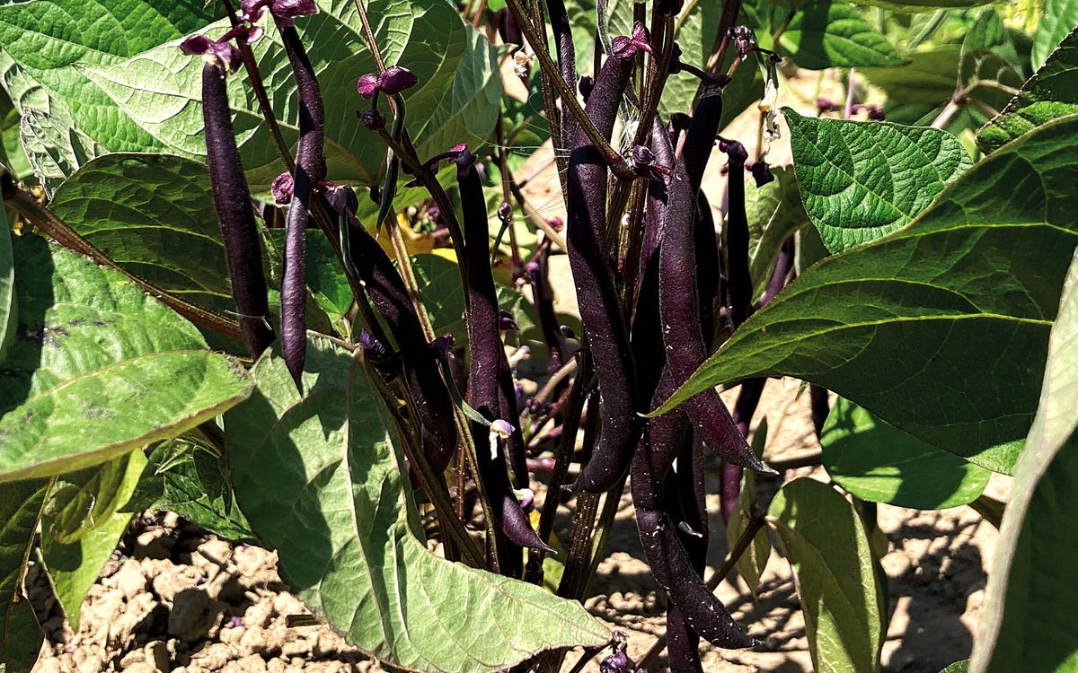 Purple Queen