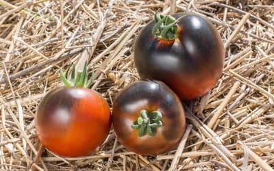 Tomate Chestnut Chocolate