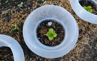 Schneckenkragen - Kunststoff - 12er Pack - Transparent