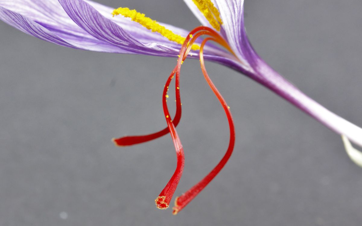 Safrankrokus