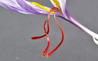 Safrankrokus