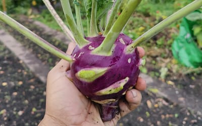 Kohlrabi Dyna