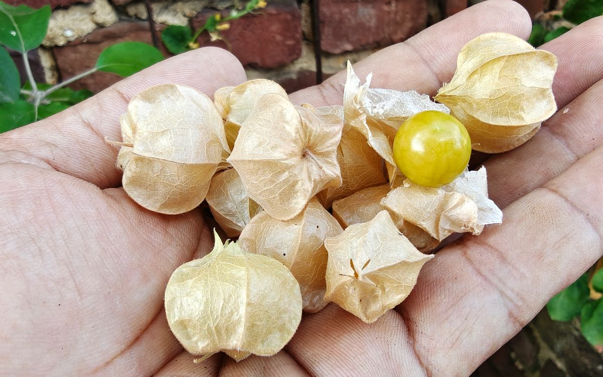 Physalis Erdkirsche Molly