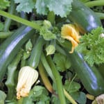 Zucchinis