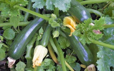 Zucchinis