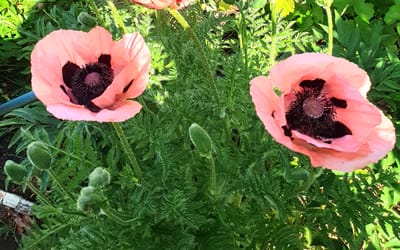 Princess Victoria Louise