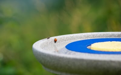 Insektenstation