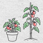 Tomaten nach Wuchsform