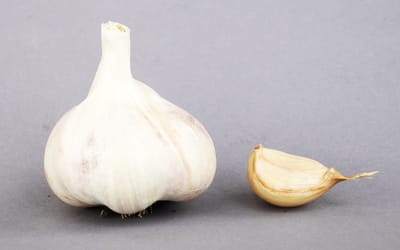 Knoblauch Makói Herbst