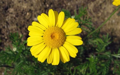 Färberkamille