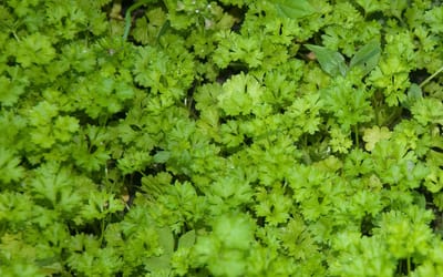 Krause Petersilie Mooskrause 2 