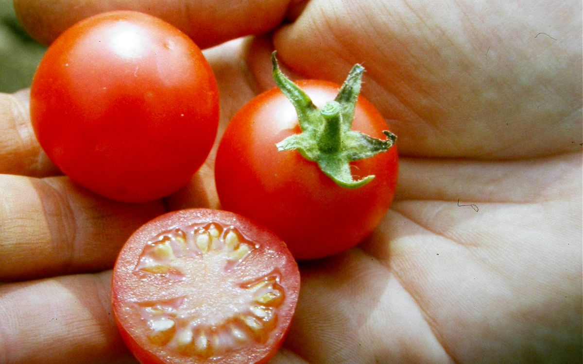 Cerise Rot