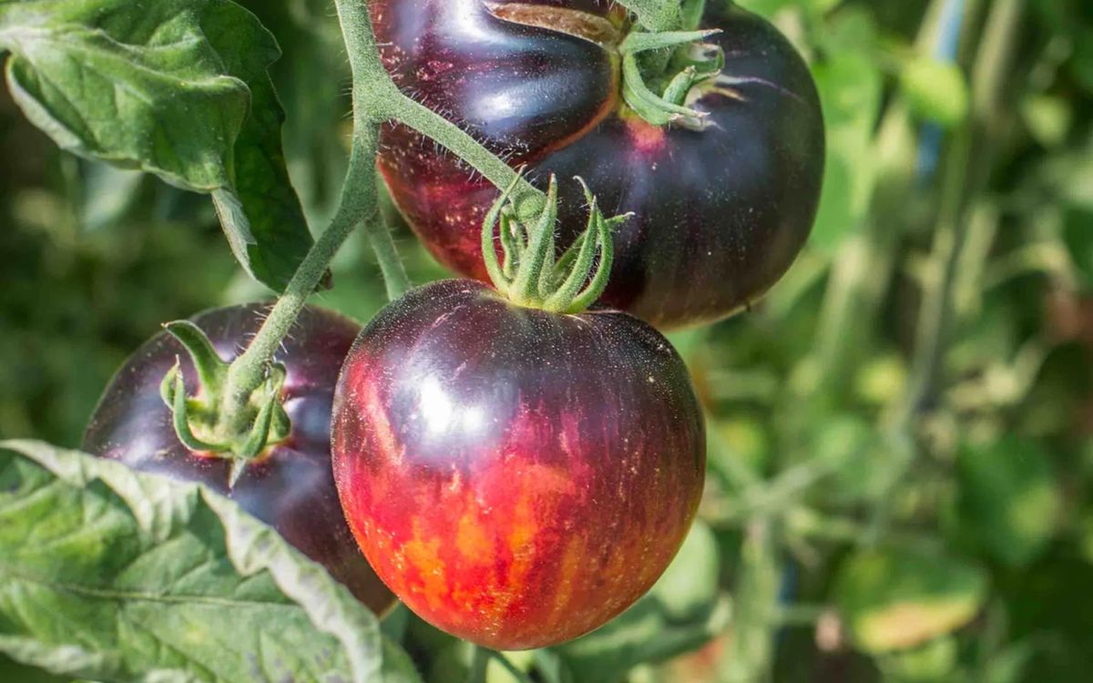 Tomate Persuasion