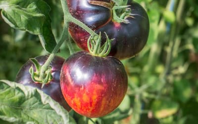 Tomate Persuasion