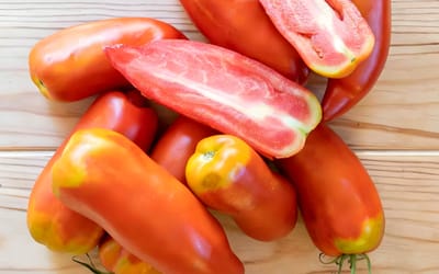Tomate Opalka
