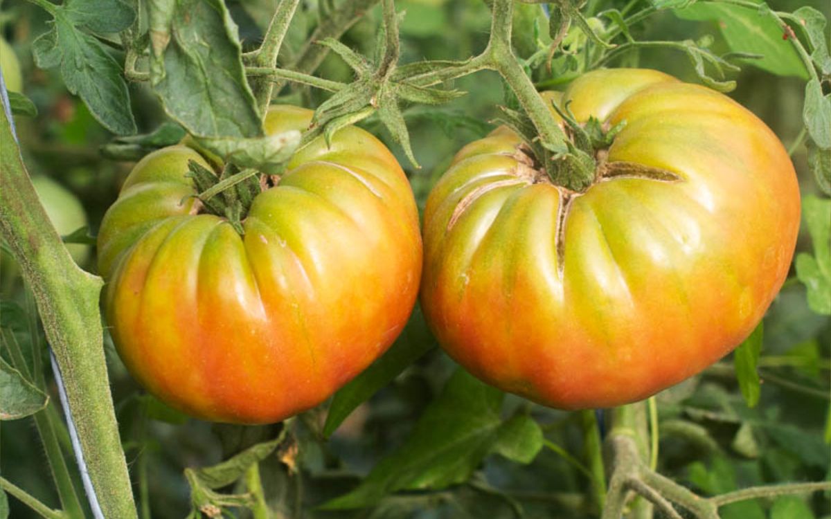 Schwarze Ananastomate