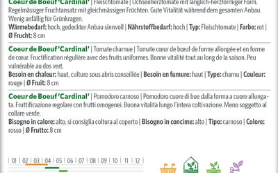 Fleischtomate Coeur de Boeuf Cardinal 